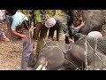 Injured Baby Tusker !