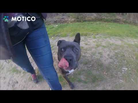 Video: Staffordhond: Beschrijving Van Het Ras, Karakter, Verzorgingskenmerken