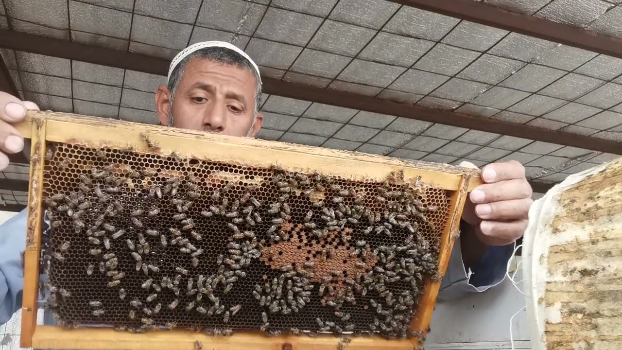 النحل في نجم المؤخر