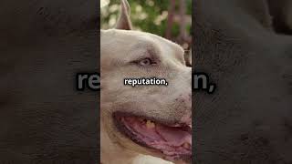 5 Amazing Facts About The American Pit Bull Terrier