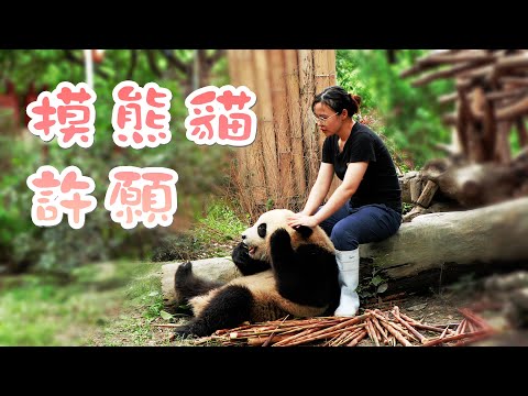 《熊貓早晚安》熊貓：摸我的頭是可以許願嗎？再摸我就要禿了 | iPanda熊貓頻道