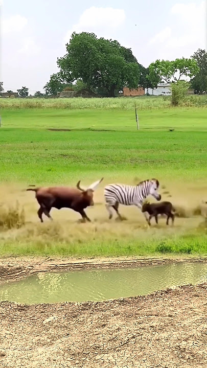 how did the zebra come to accept the young of other wild animals|| #shorts #facts #animal