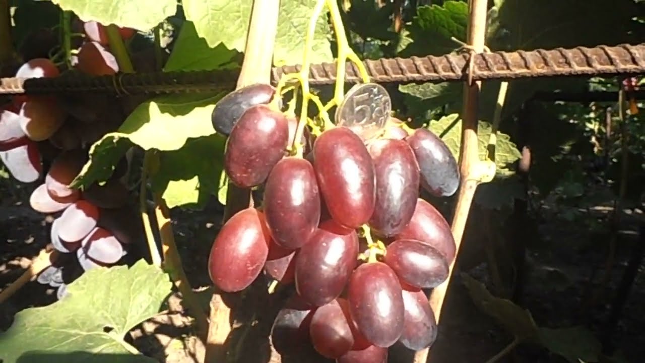 Олимп виноградов