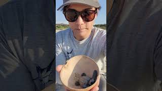 Saving baby Olive Ridley Sea Turtles