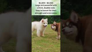Alaskan Malamute Dogs are Loveable and Funny. #dogs