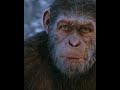 🦍 Caesar's Betrayal &amp; Redemption! Who SAVED Him in War for the Planet of the Apes? ❤️🔥