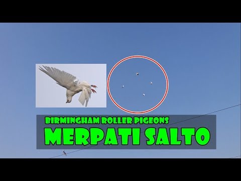 Video: Dari mana ungkapan pigeon hole berasal?