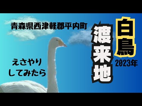 【めっちゃ!青森】青森県平内町には「かわいい白鳥」と「素敵な白い鳥」の二つの白鳥がそこにありました!