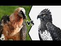 BEARDED VULTURE VS MARTIAL EAGLE - Which is the most powerful?