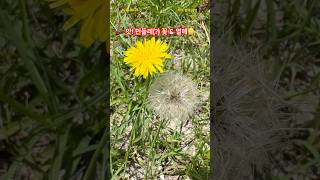 [JJ-P630] 길가에 흔한 꽃! 알고 보니 '생태계 교란종'?!🚨 #서양금혼초 #주변생물 #생물다양성 #생물관찰
