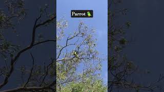Green parrot pairs 🦜&amp; beautiful weather 🏝️
