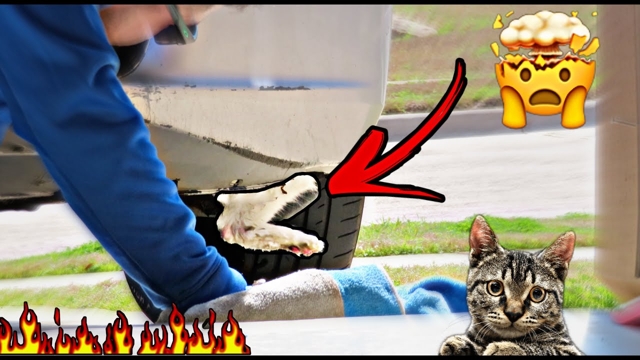 i tried to save a CAT stuck in my car... *unexpected plot twist* YouTube