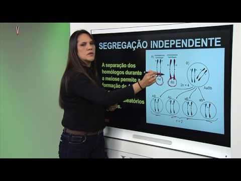 Vídeo: O que é a teoria da herança cromossômica e como ela se relaciona com as descobertas de Mendel?