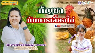 กัญชากับการเลี้ยงไก่ #ความรู้ #กัญชาเสรี #กัญชา #เลี้ยงไก่ #เกษตร #ธุรกิจ #รายได้เสริม #การศึกษา