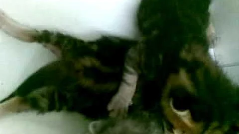 Watch the video about Bengal Kitten For Sale - 3 Months, Boyboy'' from Damansara..