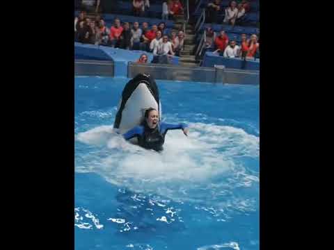 حادثه جيسيكا والدلفين