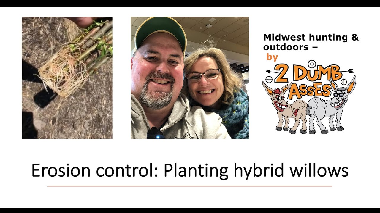 Erosion Control - Planting Hybrid Willow Trees