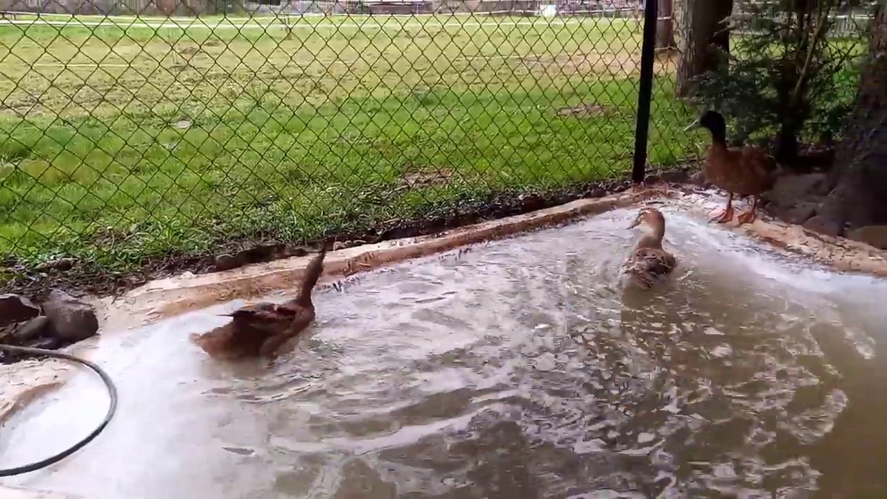 Canard 🦆 content après la vidange du bassin - YouTube