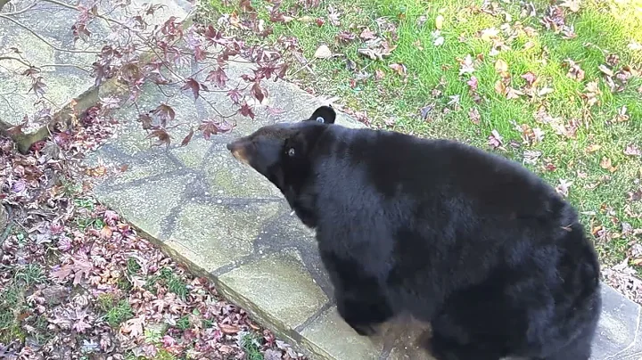 Bear Simone  Out for a Stroll