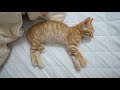 The Kitten Fainted Because of Its Owner