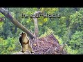 Bald Eagle Nest Slides Out Of Tree