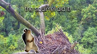 Bald Eagle Nest Slides Out Of Tree