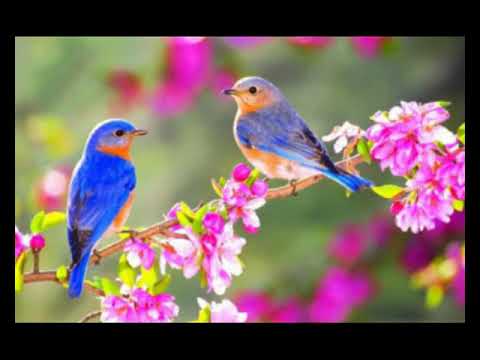 Красивие картинки весны