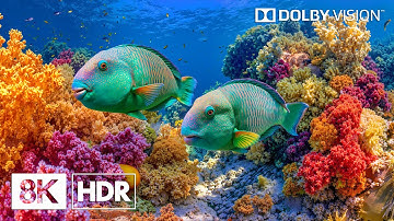 Incredible Deep Sea Creatures in 8K HDR | Dolby Vision™
