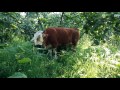 Eşref Şekerli - Bu çiftlikte sadece 1 kişi çalışıyor - YouTube