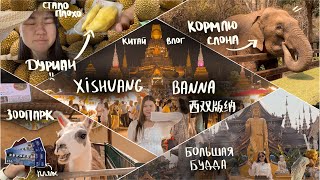 ТРИП в Xishuangbanna-КИТАЙ влог |  ДУРИАН 😰 | кормлю слона 🐘