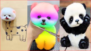 Tik Tok Chó Phốc Sóc Mini 😍 Funny and Cute Pomeranian #284