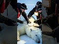 Heartwarming Polar Bear Rescue: From Oil-Stained to Snow-White Again #polarrescue  #wildlifecare