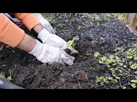 Videó: Kert az egészségért – A kertészeti gyakorlat előnyei