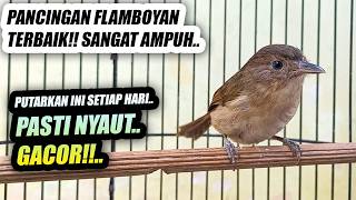 Download lagu FLAMBOYAN GACOR NEMBAK BESETAN NYERECET NGEBREN PANJANG BUAT PANCINGAN JANTAN ATAU BETINA AGAR EMOSI