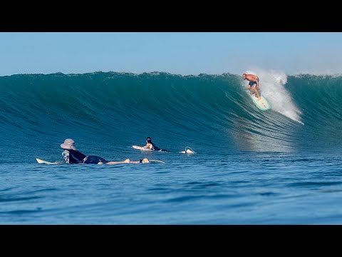 This Week In Nosara #13: Super fun surf!!! People flying things, Nadav is ripping, cows, flyaways, +