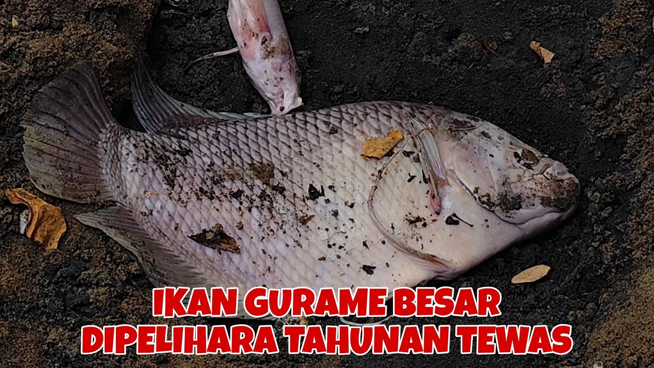 🔴 SEDIH DUKA DIBULAN RAMADHAN