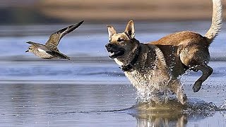 الكلاب البرية تصطاد طائر الماء-#-Wild dogs catching a waterbuck.