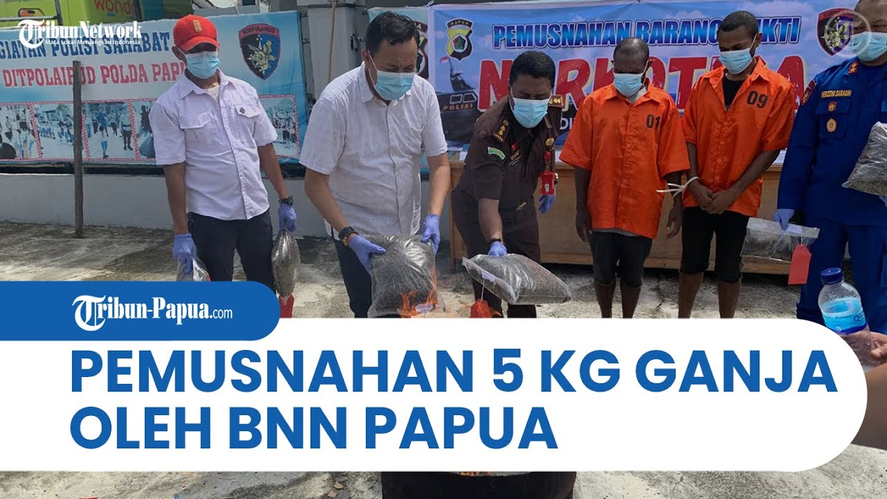 Perangi Narkoba, BNN Papua Musnahkan 5 Kg Ganja