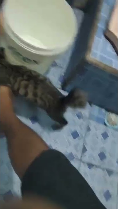 Viral tikus kamar mandi #kucing #tikus #memes #tiktok #shorts #kocak #meme #viral #subscribe #fyp