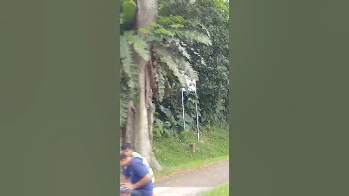 就在新加坡 Singapore                                 午餐时刻   Lunch   time - 天天要闻