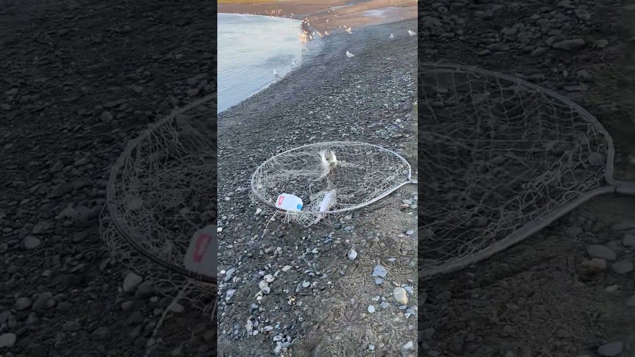 This Year Was Good Alaska Dipnetting 2025