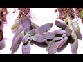 多肉植物「通販抜き苗セット」レビューSucculent plants