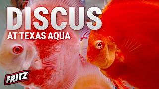 Before You Buy Discus, Watch These Important Tips!