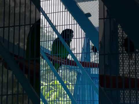 Puerto Rican parrots