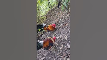 gà rừng mã so tài với gà rừng giải nhất cực xong.qaib qus zoo nkauj