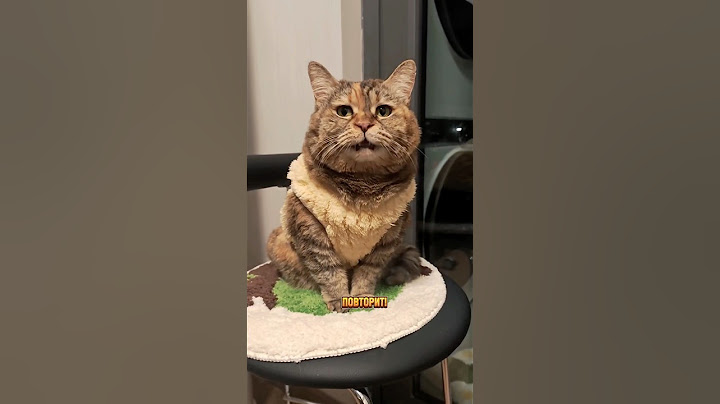 Грустный котик обрадовался автоматической кормушке и поилке Red Solution от Red for Pets😻 #котики