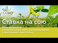 Ставка на сою! Районированные и перспективные сорта для выращивания в Центральной зоне России.🌿