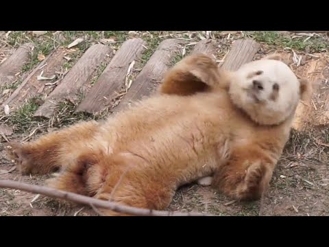 Happy boy QiZai rolling around 🤗七仔开心打滚好可爱