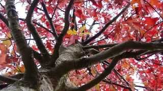 AUTUMN LEAVES - FRANK SINATRA chords