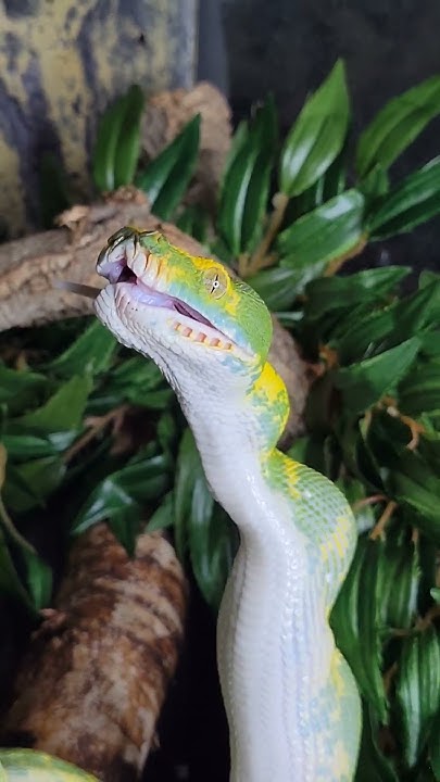 Green Tree Pythons Huge Teeth pt 2 #animals #reptiles #python #teeth ...